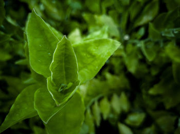 Close-up of wet leaves