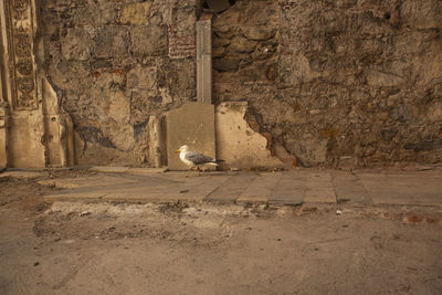 Bird perching on wall