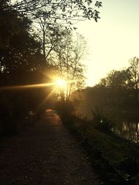 Sun shining through trees