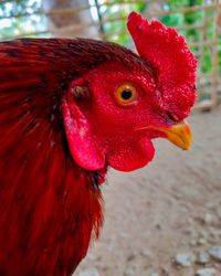 Close-up of rooster