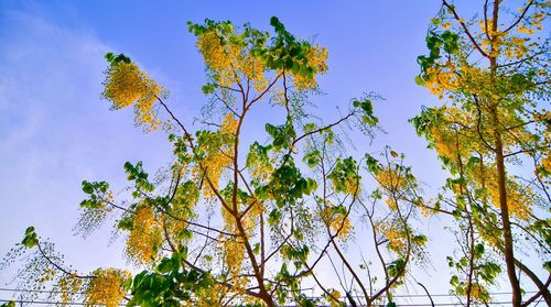 Low angle view of tree against blue sky