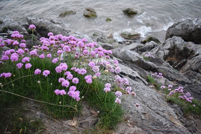 High angle view of pink flowering plants on rocks