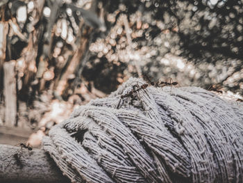 Close-up of rope tied on tree