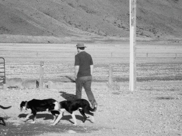 DOG STANDING ON LANDSCAPE