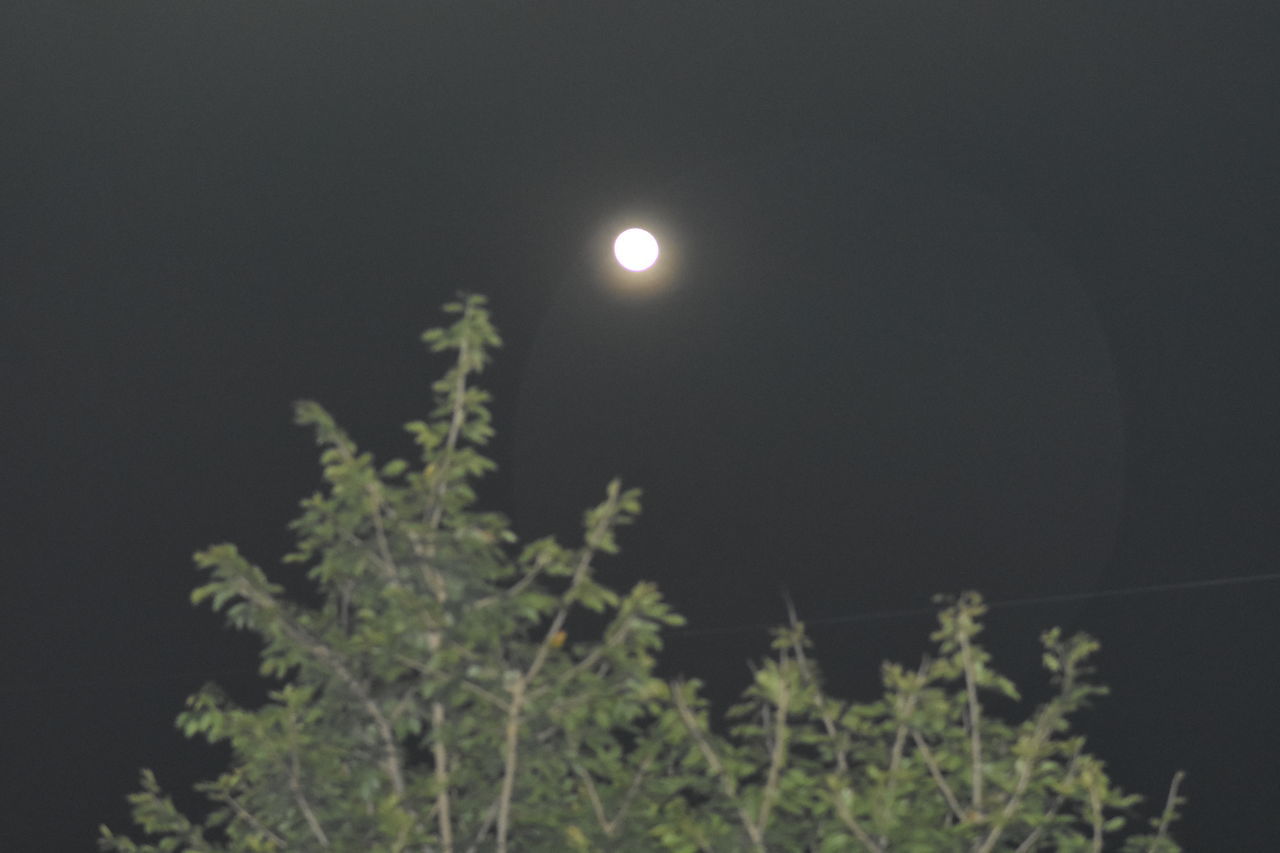 moon, night, full moon, plant, tree, sky, nature, no people, moonlight, astronomical object, beauty in nature, space, astronomy, tranquility, low angle view, outdoors, scenics - nature, tranquil scene, illuminated, growth, light, branch, dark