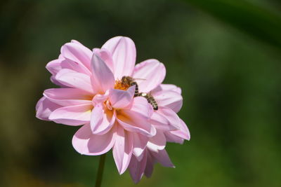 Close-up of pink rose flower