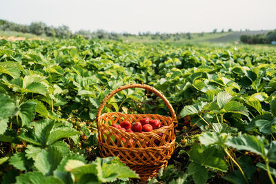 Picking fruits on strawberry field, harvesting on strawberry farm. straw basket full strawberries