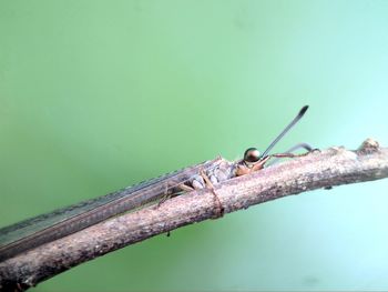 Close-up of insect on branch