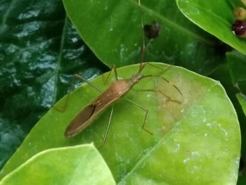 Close-up of insect on leaf