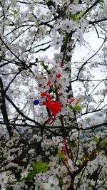 Close-up of flowers on branch