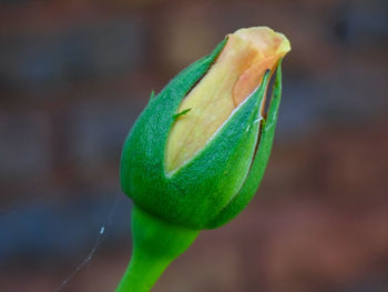 Close-up of green flower bud