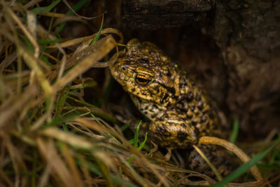 Close-up of lizard