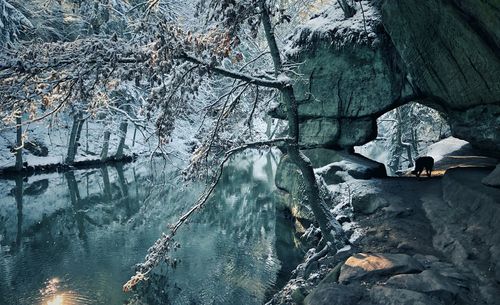 Trees growing by lake during winter