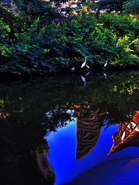 Reflection of trees in water