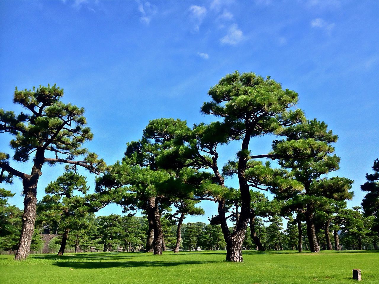 tree, grass, green color, park - man made space, growth, sky, lawn, grassy, field, tranquility, park, nature, bench, tree trunk, branch, tranquil scene, beauty in nature, grassland, sunlight, green