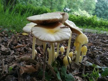 Close-up of mushrooms growing on field in forest