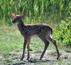 Deer standing on field