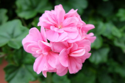 Close-up of pink rose