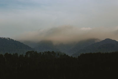 Scenic view of forest against sky