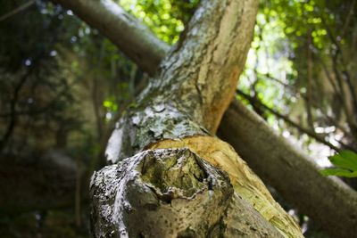 Close-up of tree trunk in forest