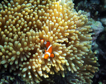 Close-up of fish swimming in sea