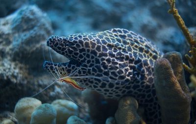 Fish swimming in sea