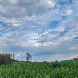Scenic view of agricultural field against sky