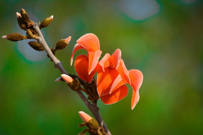 Close-up of orange flowering plant