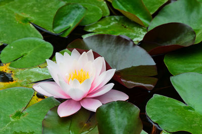 High angle view of pink water lily blooming in pond