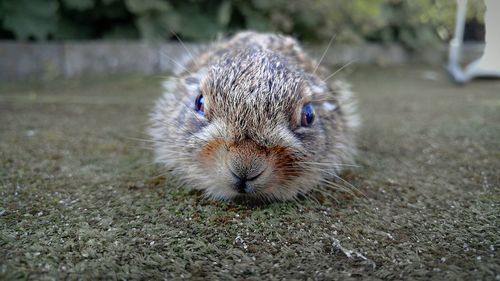 Close-up portrait of rabbit lying down