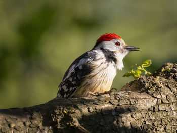 Close-up of bird perching on tree trunk