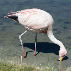 View of a bird on the beach