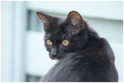 Portrait of black cat