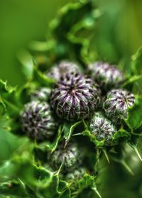 Close-up of purple flowering plant