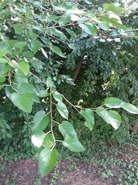 Close-up of fresh green leaves on tree