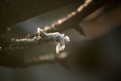 Close-up of frozen flower during winter