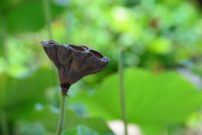 Close-up of butterfly on plant