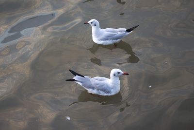 High angle view of seagulls on lake