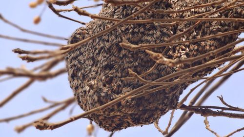 Low angle view of honeycomb on branch