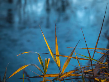 Close-up of grass against lake