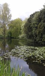 Scenic view of lake in forest against sky