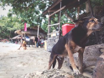 Close-up of dog against trees
