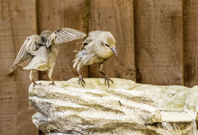 Close-up of birds perching on rock