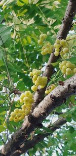 Low angle view of fruits growing on tree