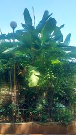 Close-up of plants against trees and water