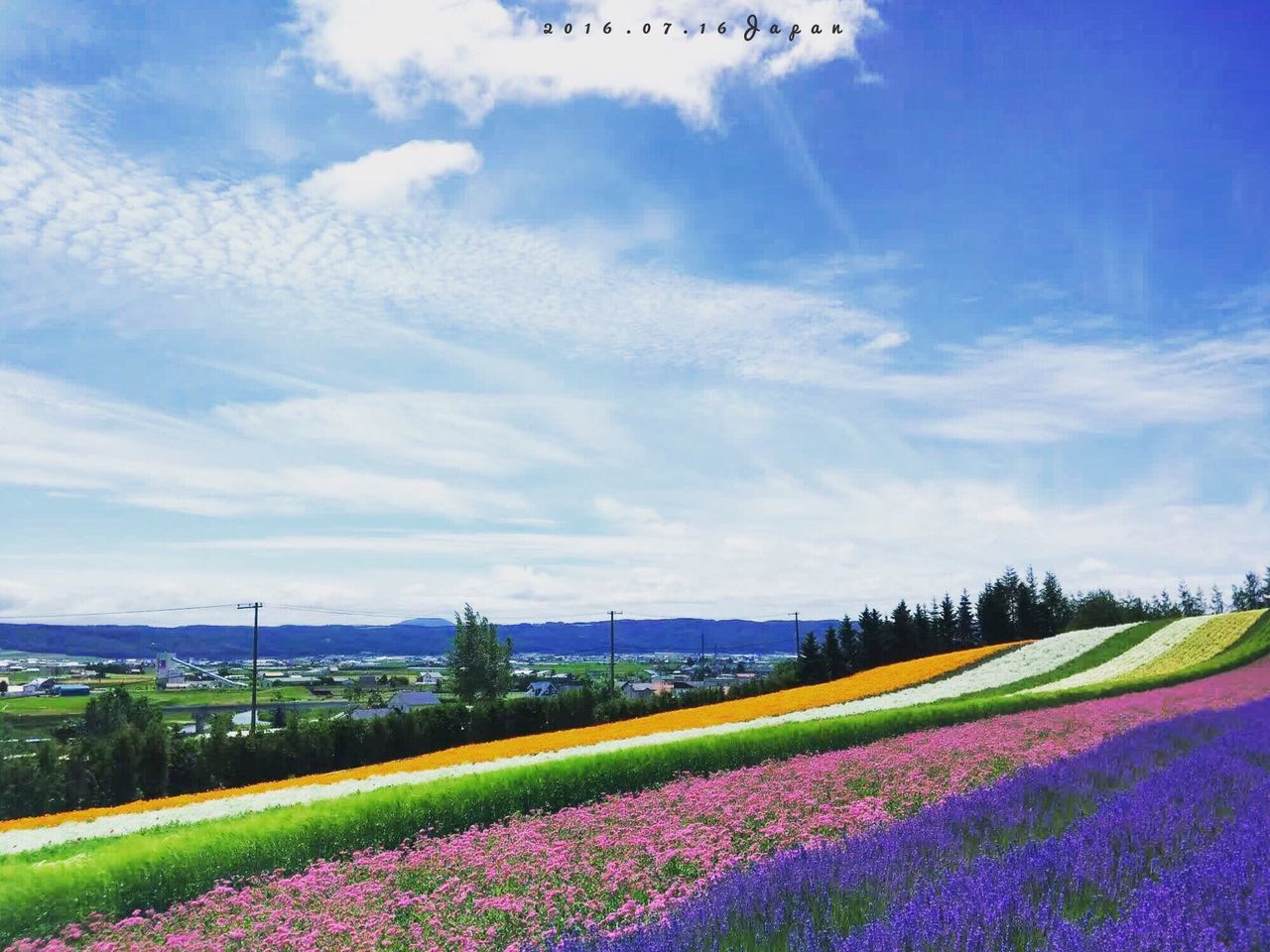 field, sky, landscape, agriculture, growth, blue, flower, beauty in nature, rural scene, cloud - sky, nature, tranquil scene, tranquility, multi colored, scenics, cloud, grass, plant, outdoors, no people, day, idyllic, green color, abundance, colorful, cloudy, fragility, horizon over land, non-urban scene
