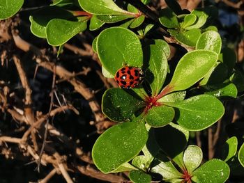 High angle view of ladybug on leaf