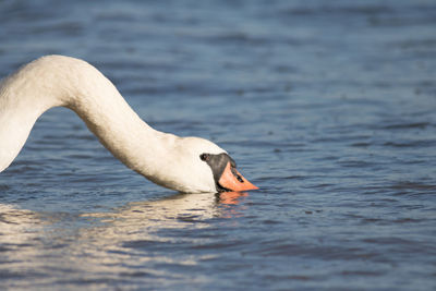 Close-up of swan drinking water from lake