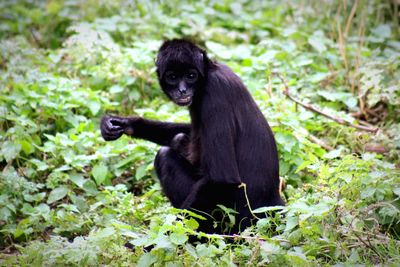 Black monkey sitting in a forest