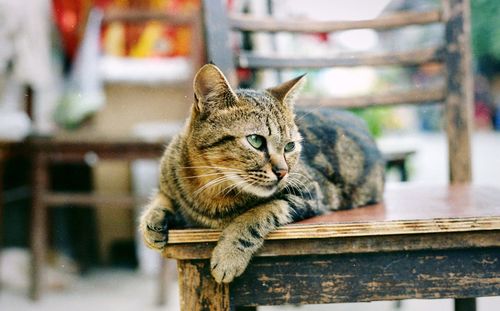 Close-up portrait of cat